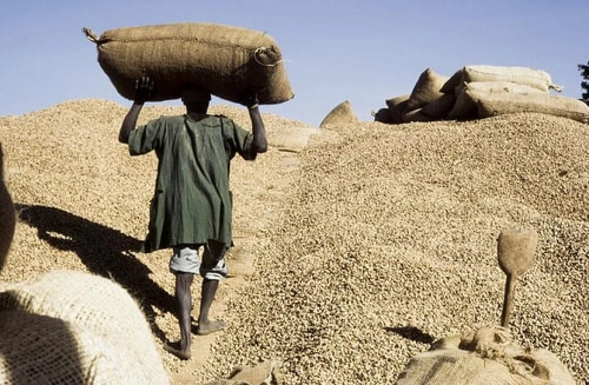 Commercialisation de l'arachide au Sénégal